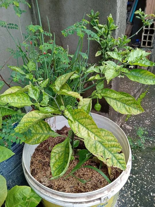 Mudas de Pimenta carolina reaper - Foto 4