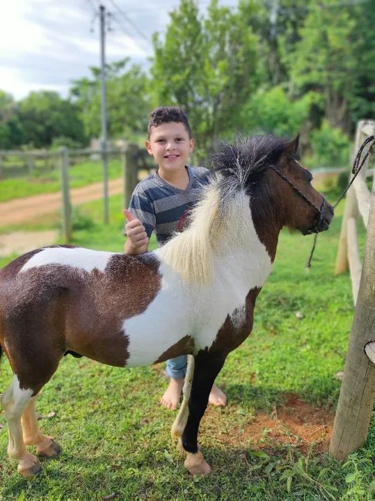 Pônei Macho Inteiro - Foto 2