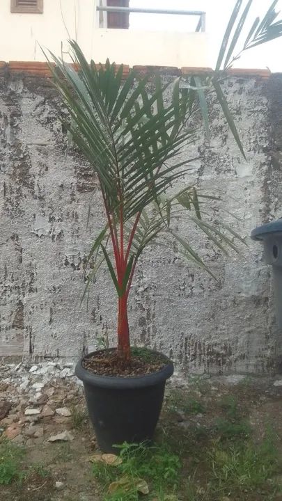 Palmeira Laca - Foto 2