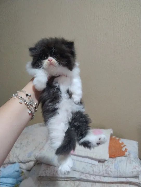 Gato persa  - Foto 2