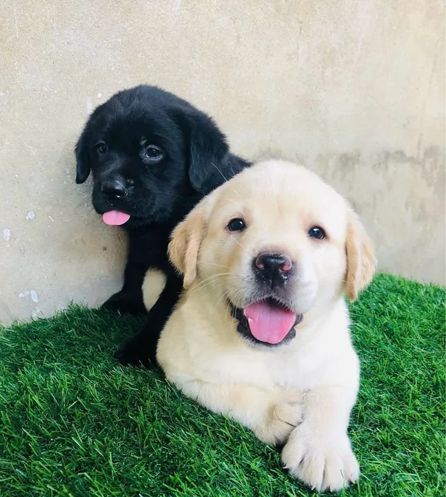 Labrador /// bebês com pedigree