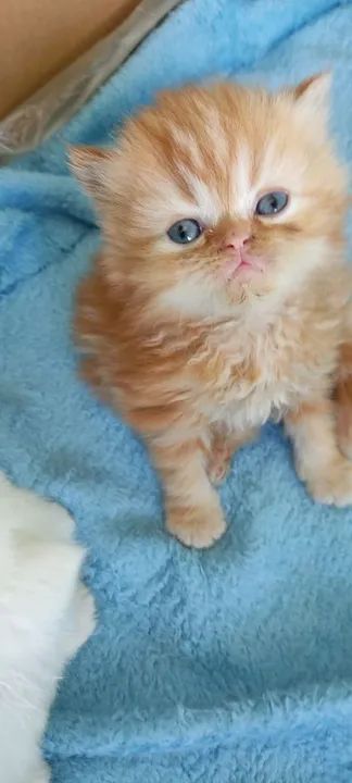 Persa lindinhos  - Foto 4