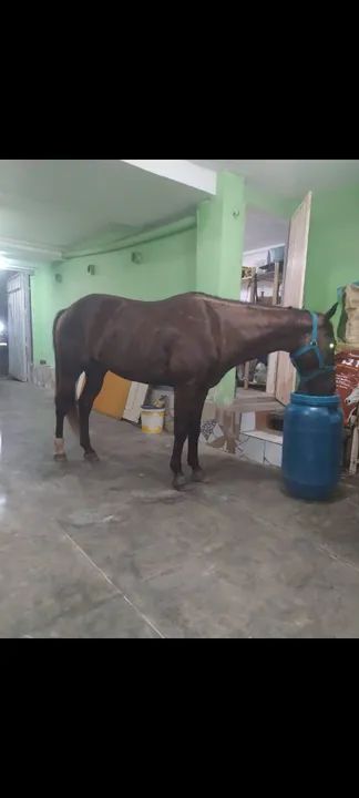 Potro puro com documento 