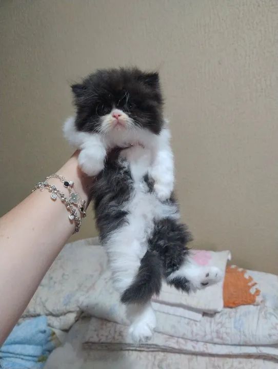 Gato persa  - Foto 5