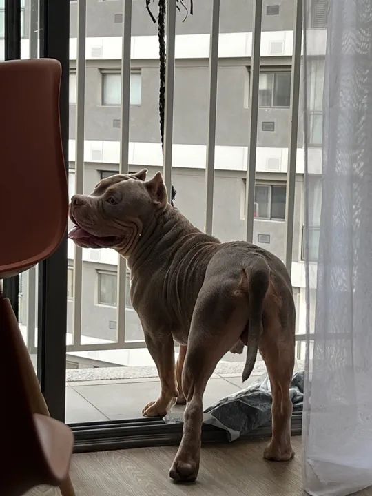 American Bully procura-se fêmea para cruzar. - Foto 5