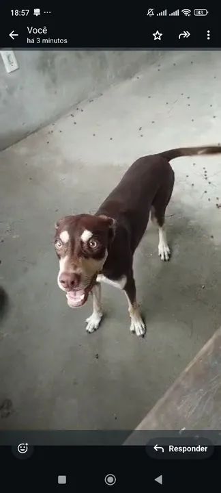 Cachorro de porte médio para adoção