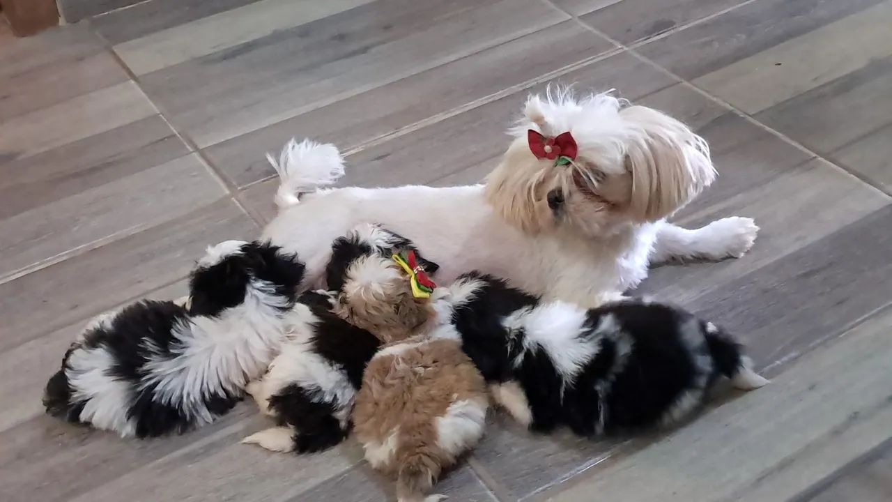 4 Filhotes de Shih Tzu - Foto 2