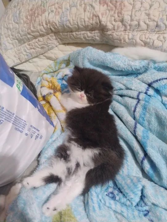 Gato persa  - Foto 4