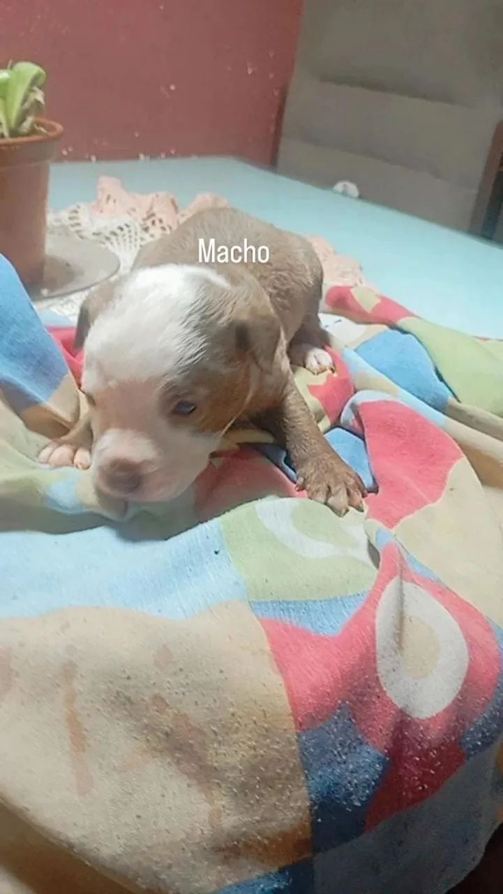 Vendo filhote de Pit Bull 