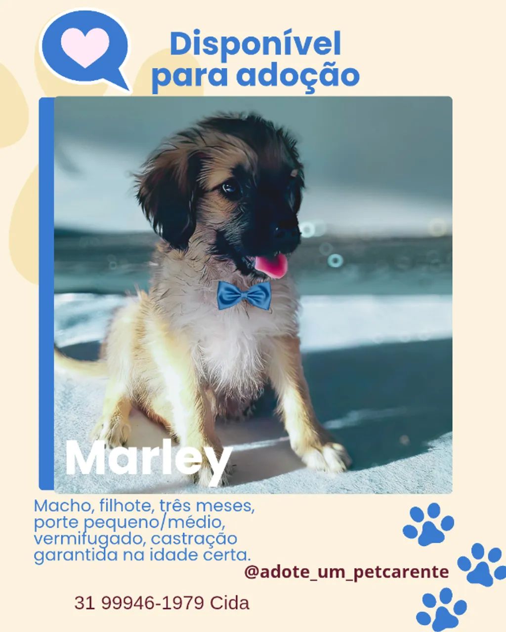 Macho, filhote, porte médio, vermifugado, castração garantida.