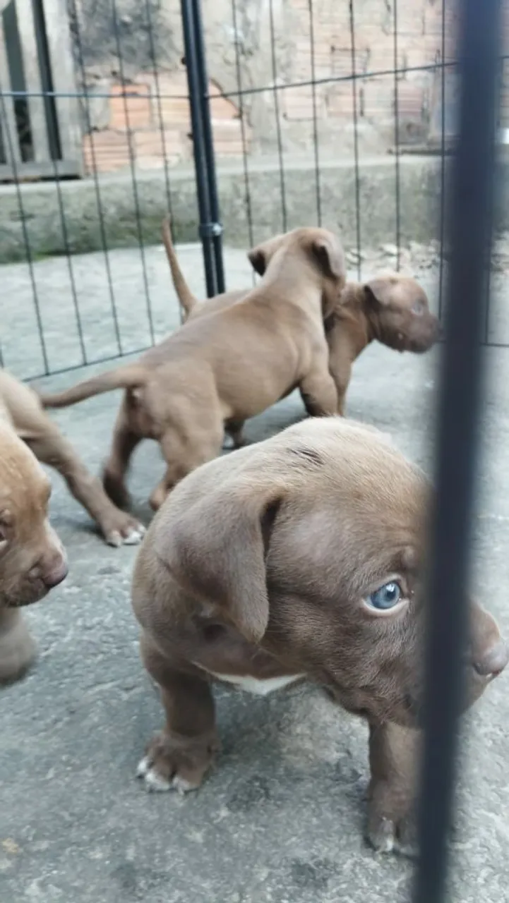 Filhotes de Pitbull com Olhos Azuis