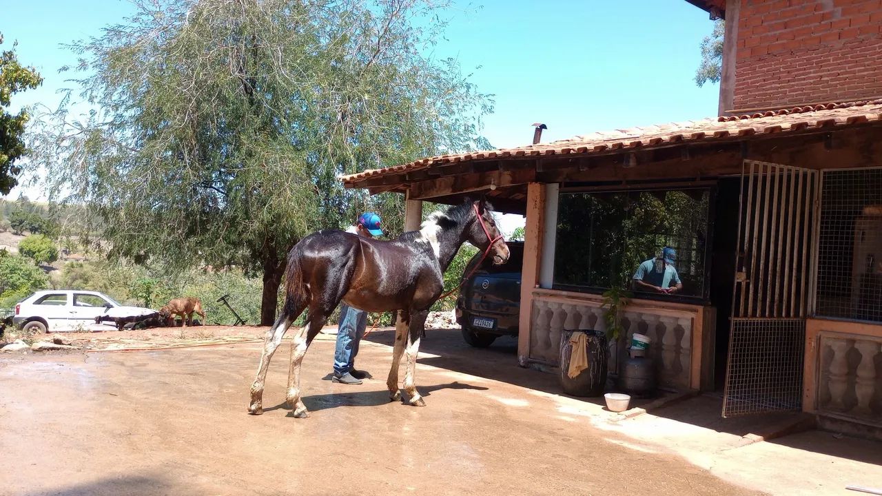 Cavalo manso