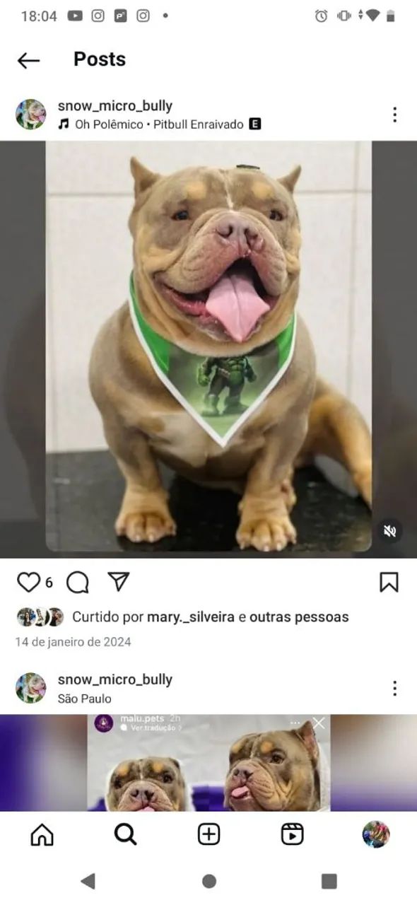 Pitbull Micro Bully