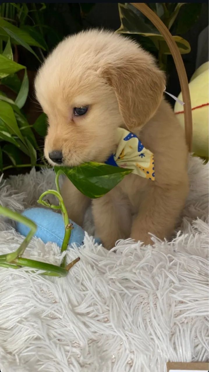 Fêmea de Golden Retriever 