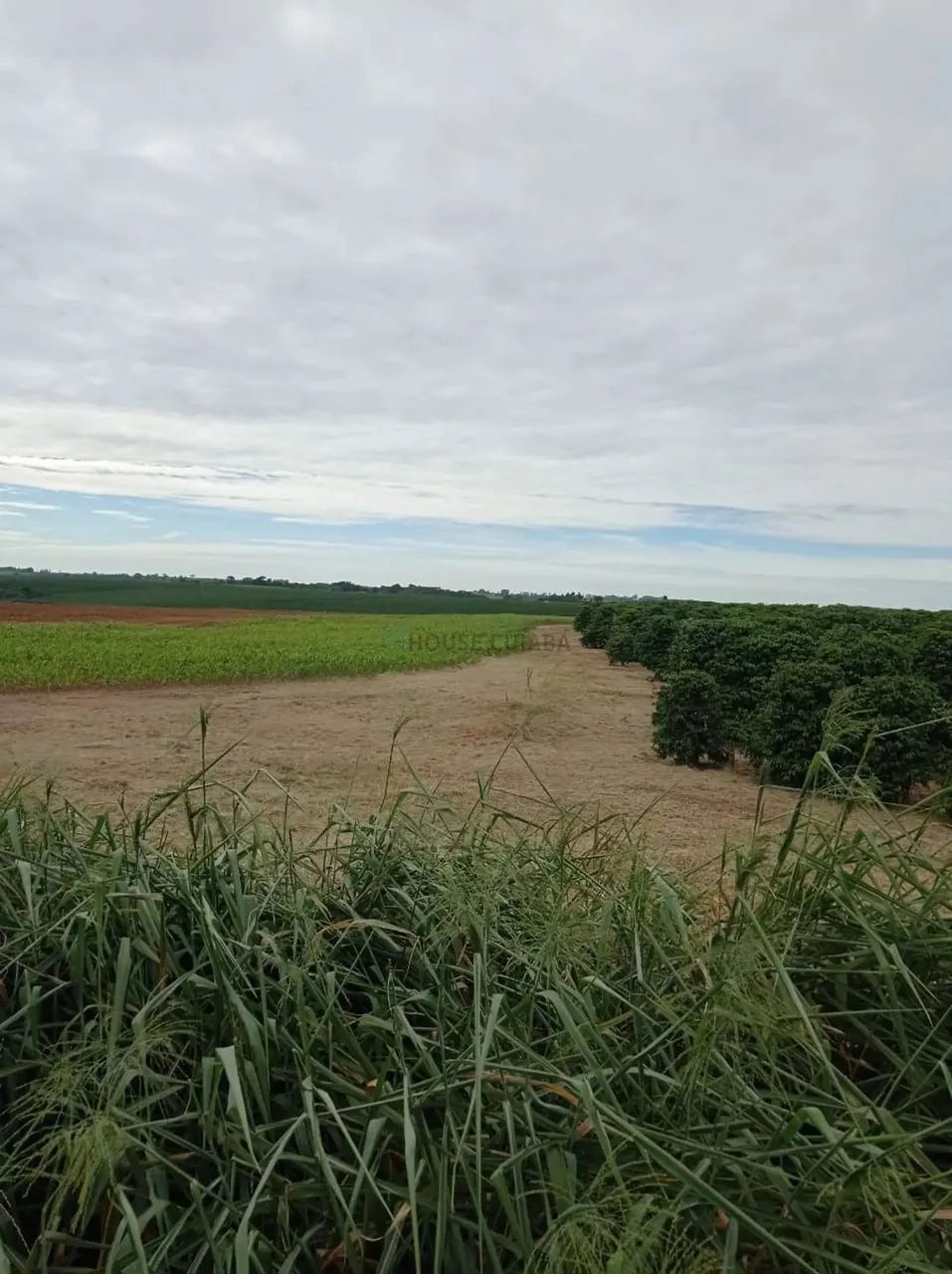 fazenda na região da cidade de franca no estado de São Paulo - Foto 4