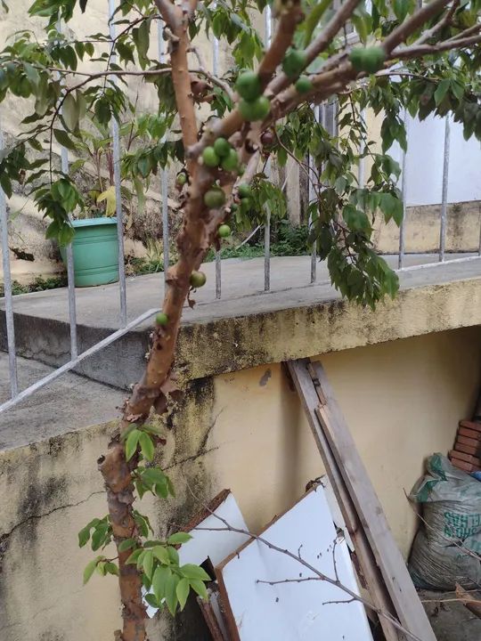 Jabuticabeira dando frutos. - Foto 2