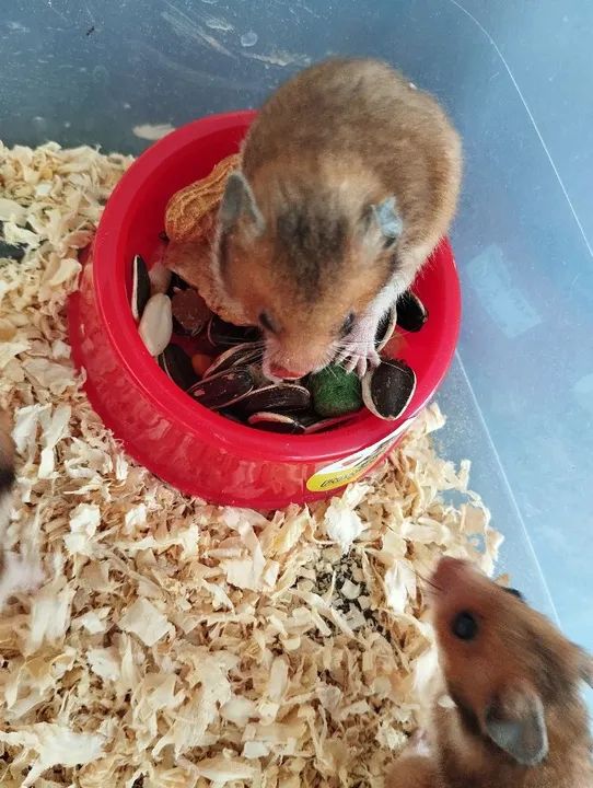 Filhotes de hamster sírio - Foto 2