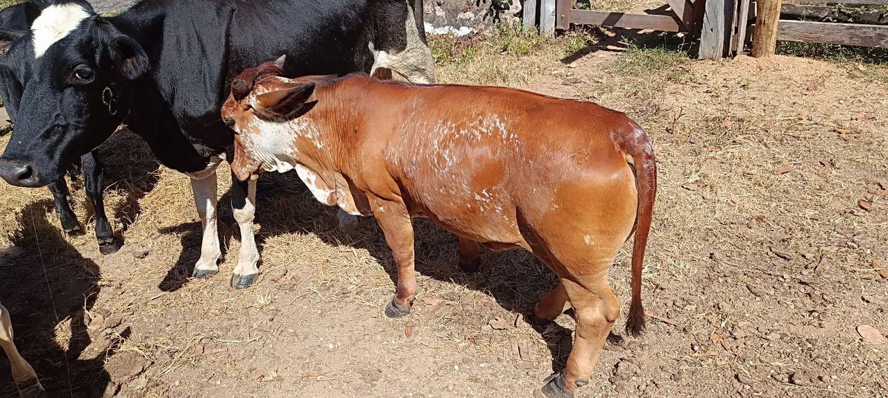 Mini Vaca
