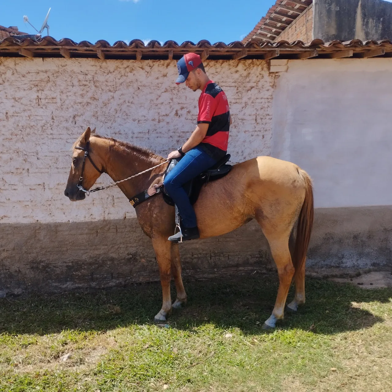 Besta Mistiço De Mangalarga para venda