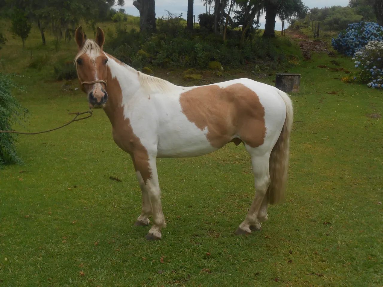 Cavalo crioulo tobiano - Foto 2