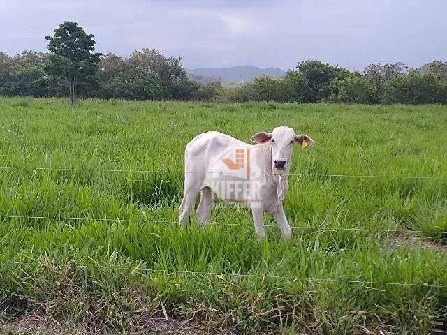 Fazenda Produtiva à Venda em Silva Jardim/RJ 16,6 ha, Beira-Rio, Estrutura Completa R$ 1