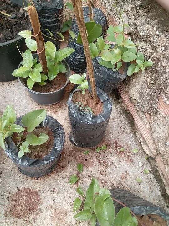 Mudas de Ora-pro-nóbis sem espinhos - Foto 2