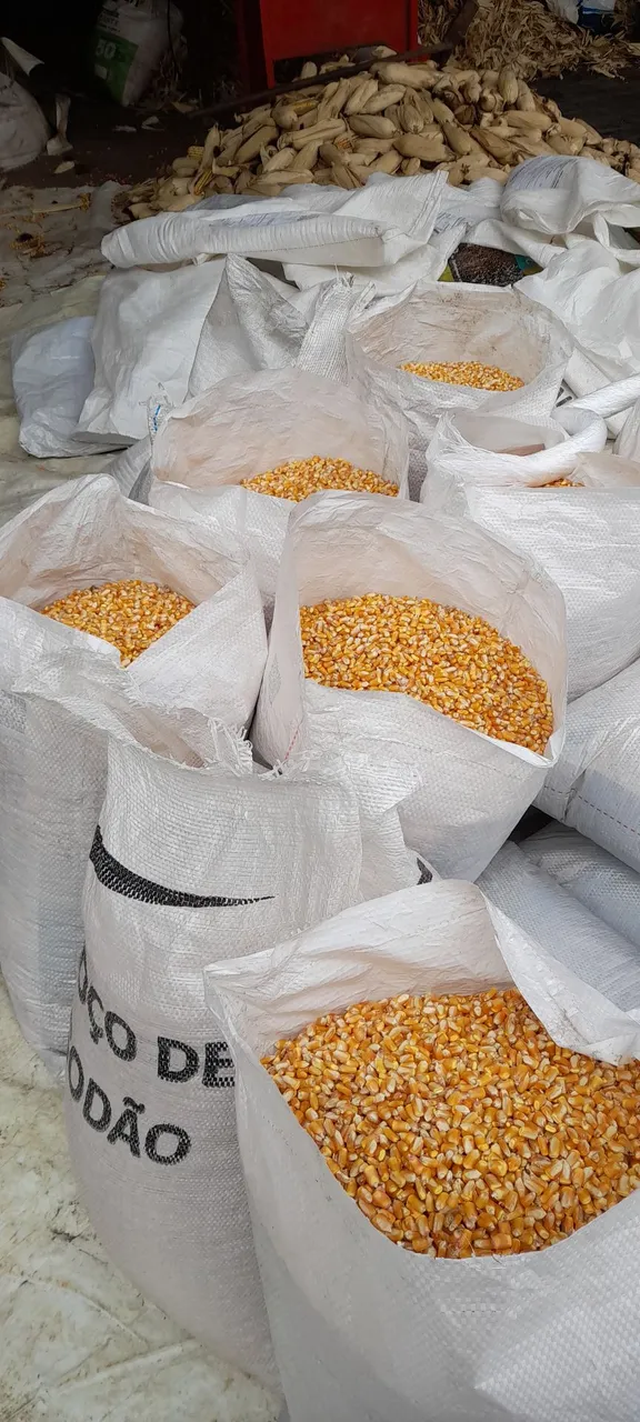 Milho grão para produção animal
