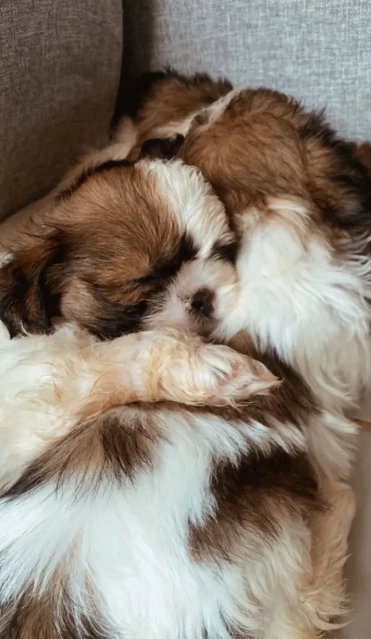 Filhote Fêmea Shih Tzu para um lar cheio de amor!