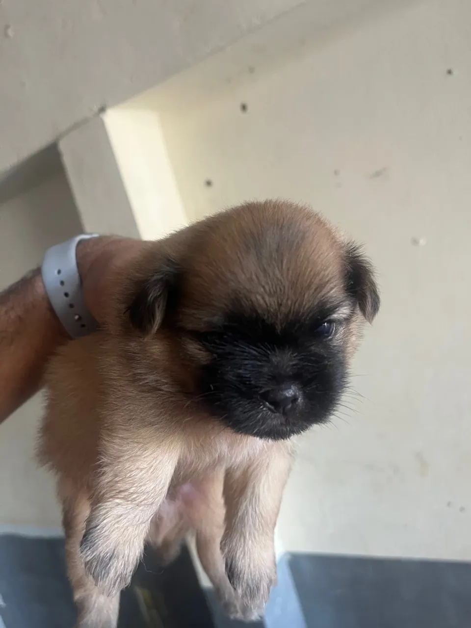 Filhote Shih Tzu - Peludinho e Charmoso!