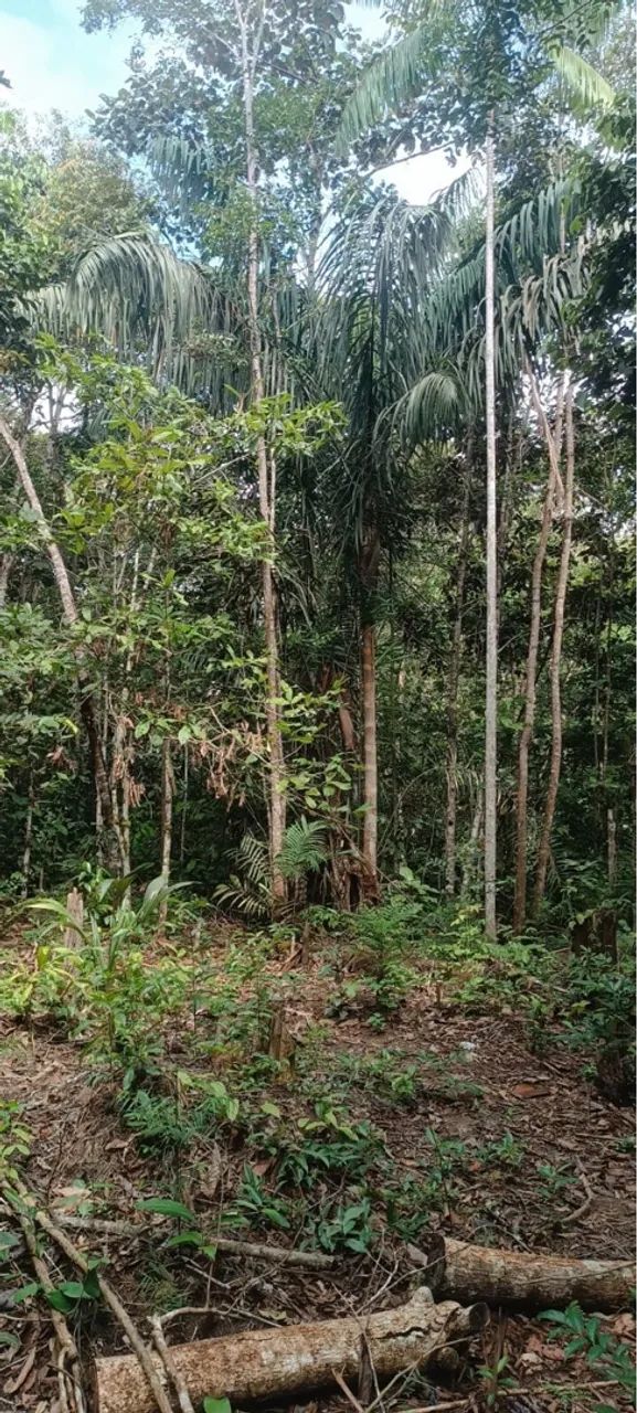 Vendo sítio em Rio preto da Eva com Garape  - Foto 4