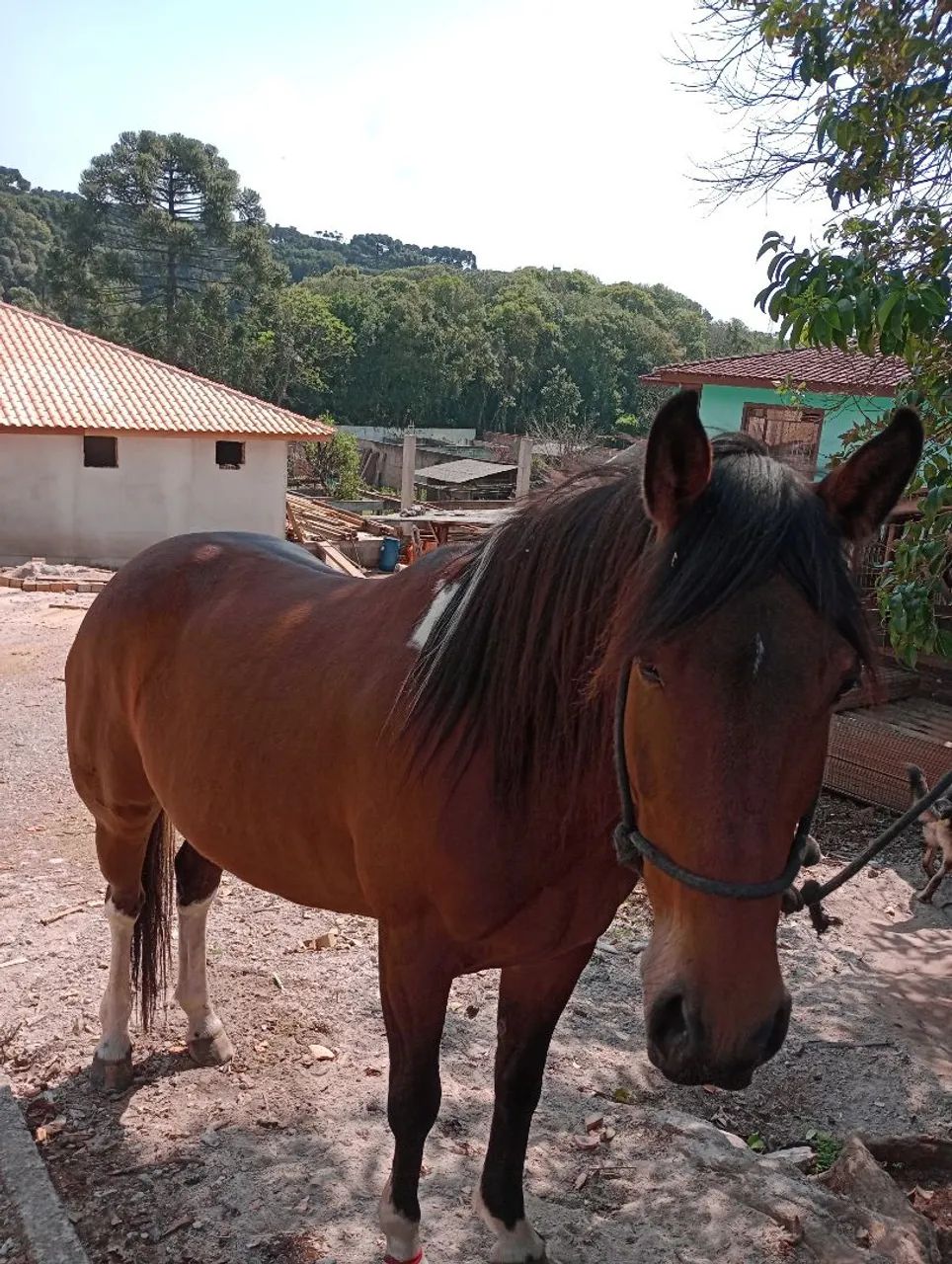 EGUA MANGA LARGA  - Foto 2