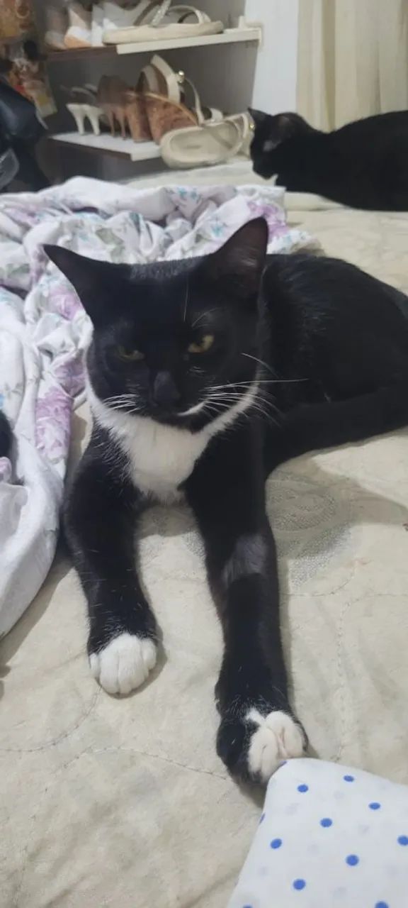 Gatinhos castrados para adoção responsável (6/7 meses)  - Foto 6