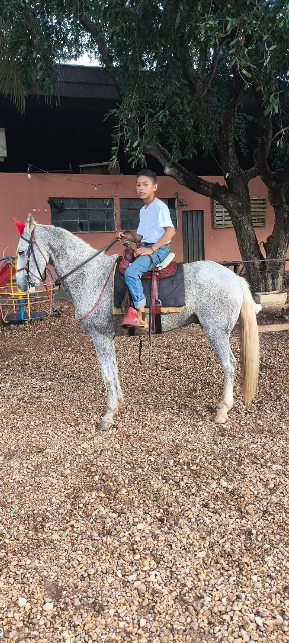 Cavalo meio sangue mangalarga 