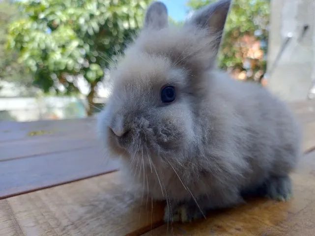 Coelho mini Lion  - Foto 4