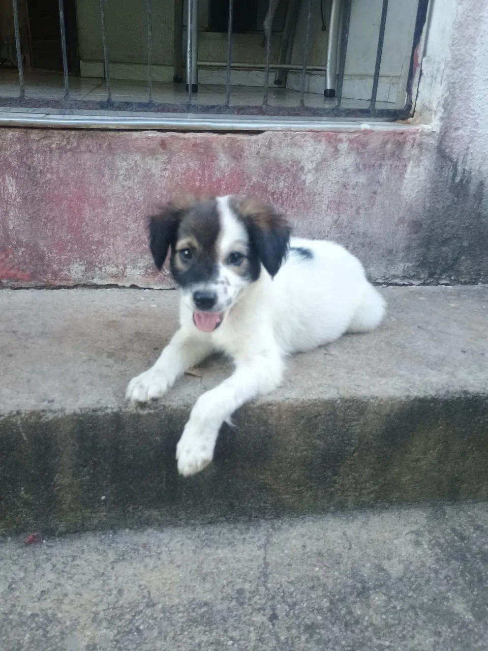 Filhote de cachorro branco e preto caramelo