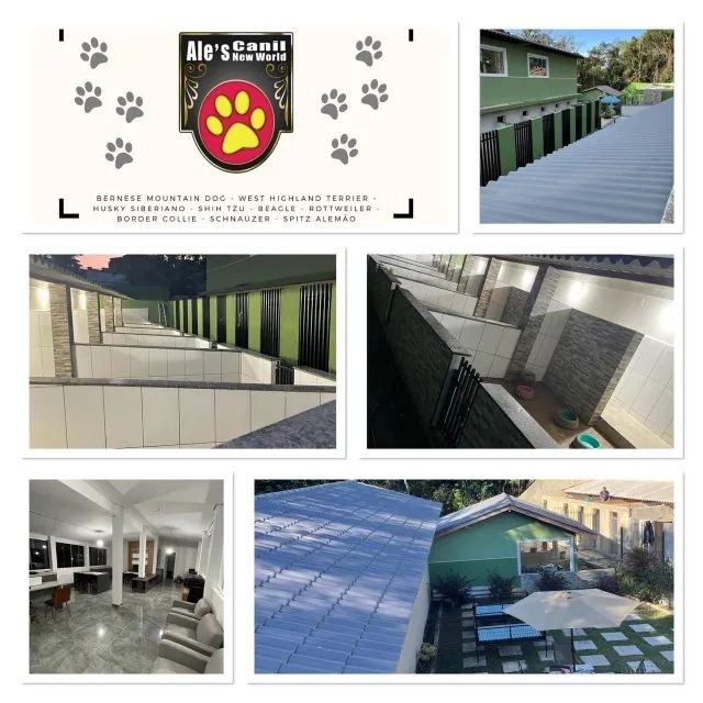 Border Collie - Foto 2