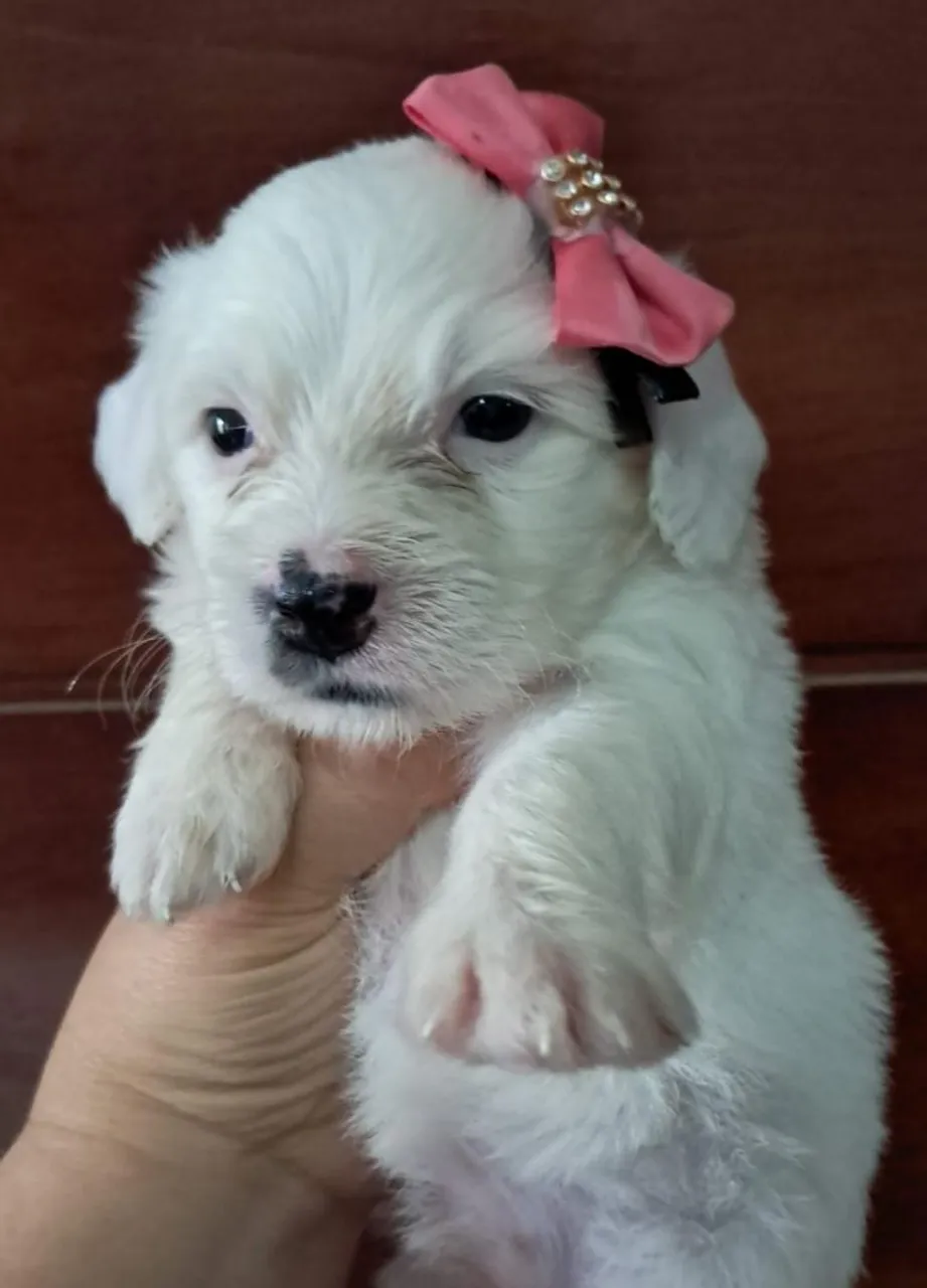 Shitzu com poodle
