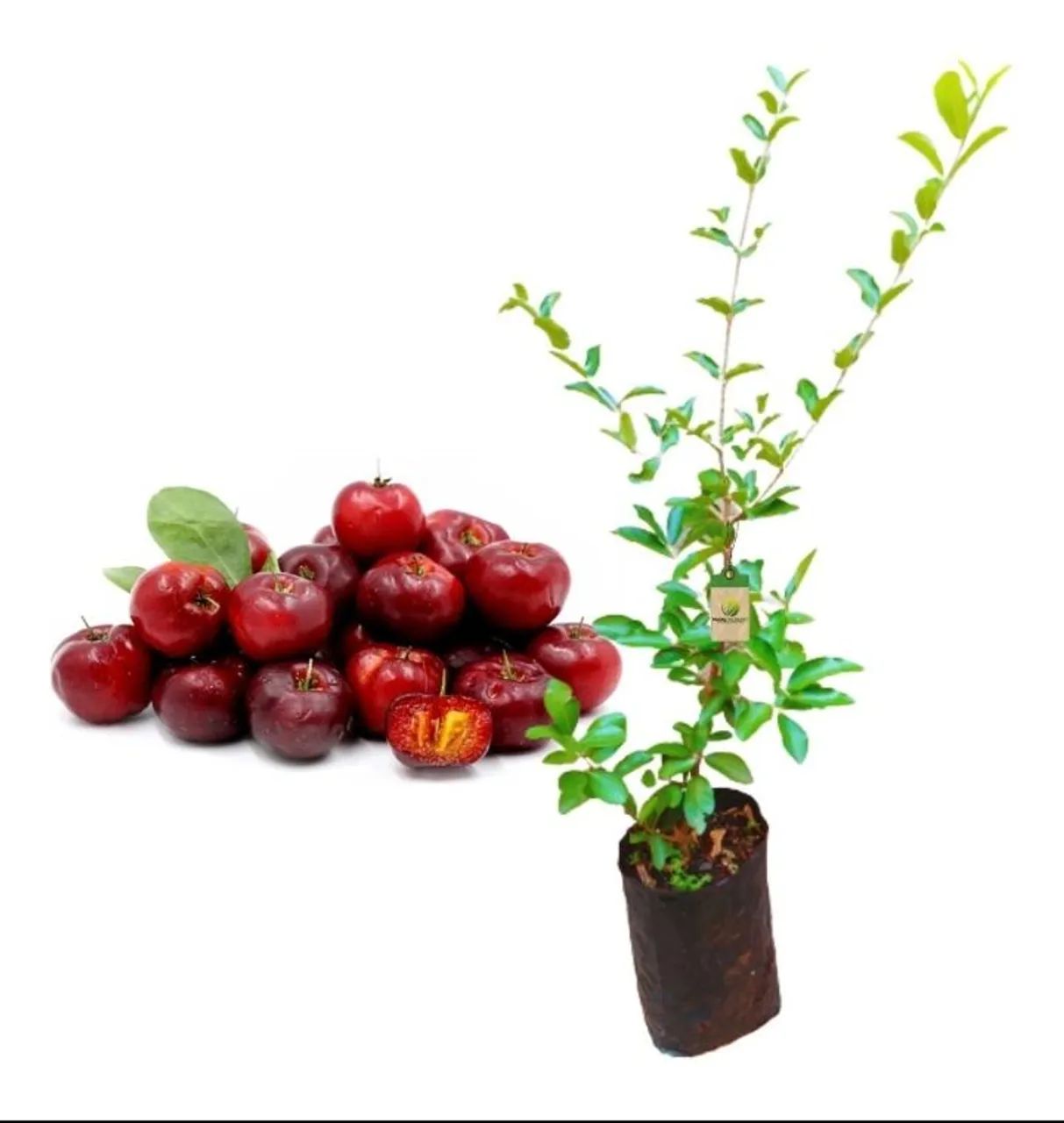 1Muda de Acerola -manoasweet