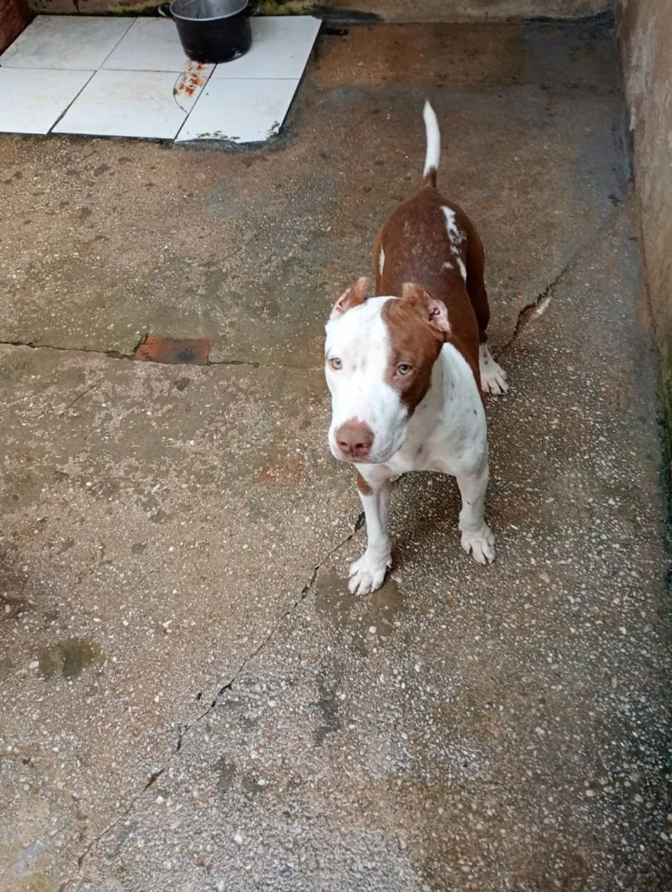Pitbull disponível  - Foto 2