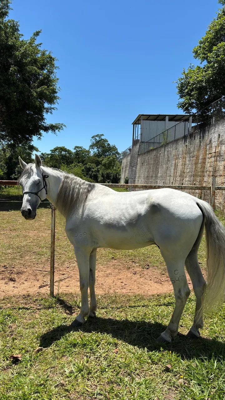 Cavalo garanhao mangalarga marchador - Foto 3