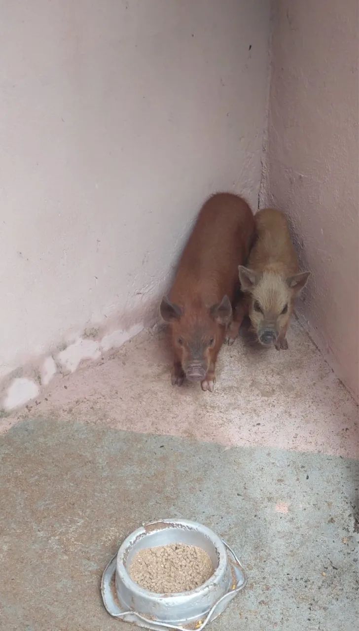 Mini pig, mini porco, KuneKune, importado  - Foto 2