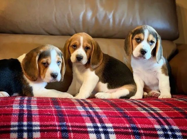 Beagle para Venda ? Inteligência, Carinho e Companheirismo em Um Só Cão