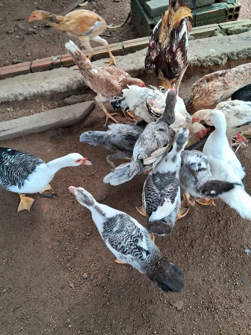 Patos