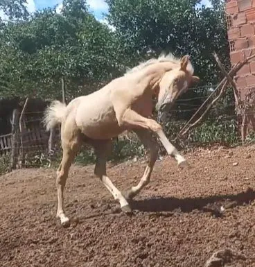 Potro palomino de apenas 5 meses a venda. Obs fotos tiradas quando ele tinha 3 meses<br>
