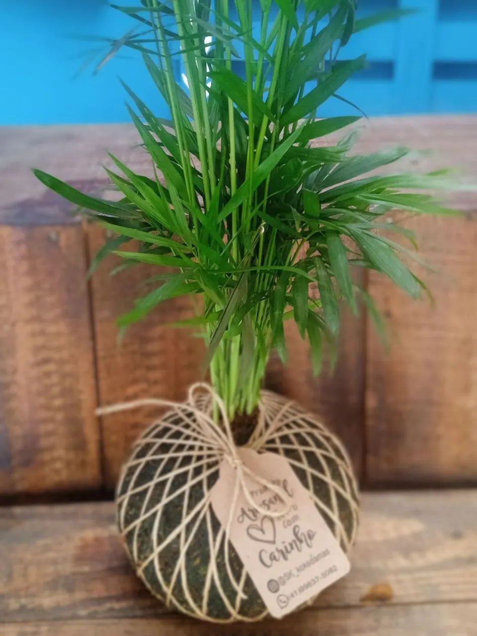 Planta Palmeira Areca em Kokedama - Foto 2