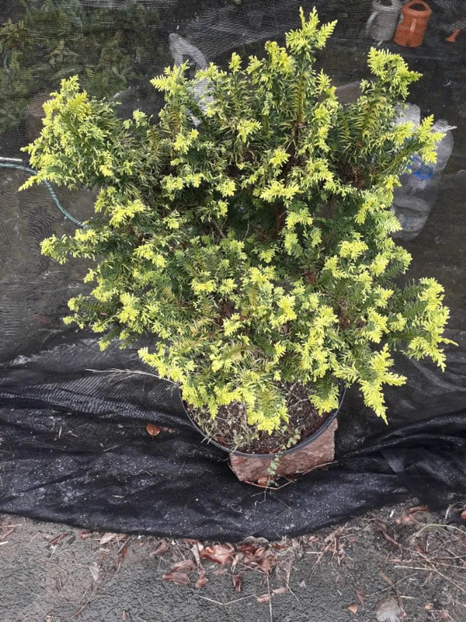 Muda Tuia pena de pavão - Porto Alegre RS - Pré bonsai  - Foto 3