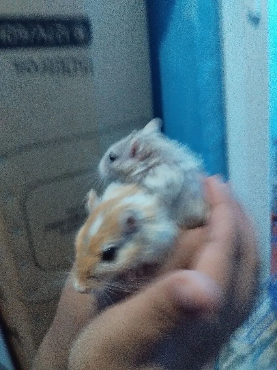 Gerbil Esquilo da Mongólia Hamster Roedores Filhotes e Adultos - Foto 2