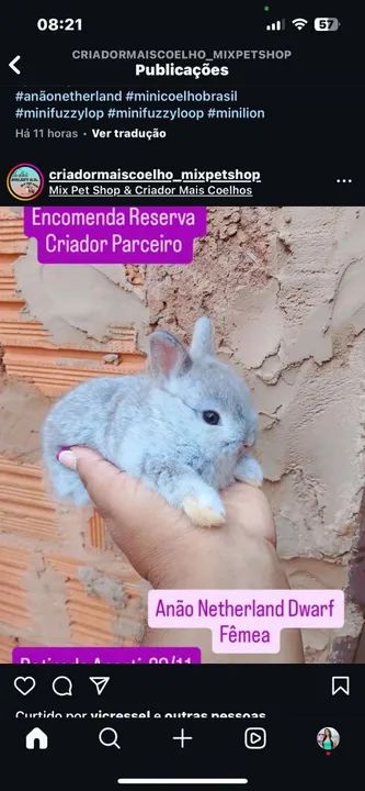 Anão Netherland Dwarf Últimos  - Foto 3