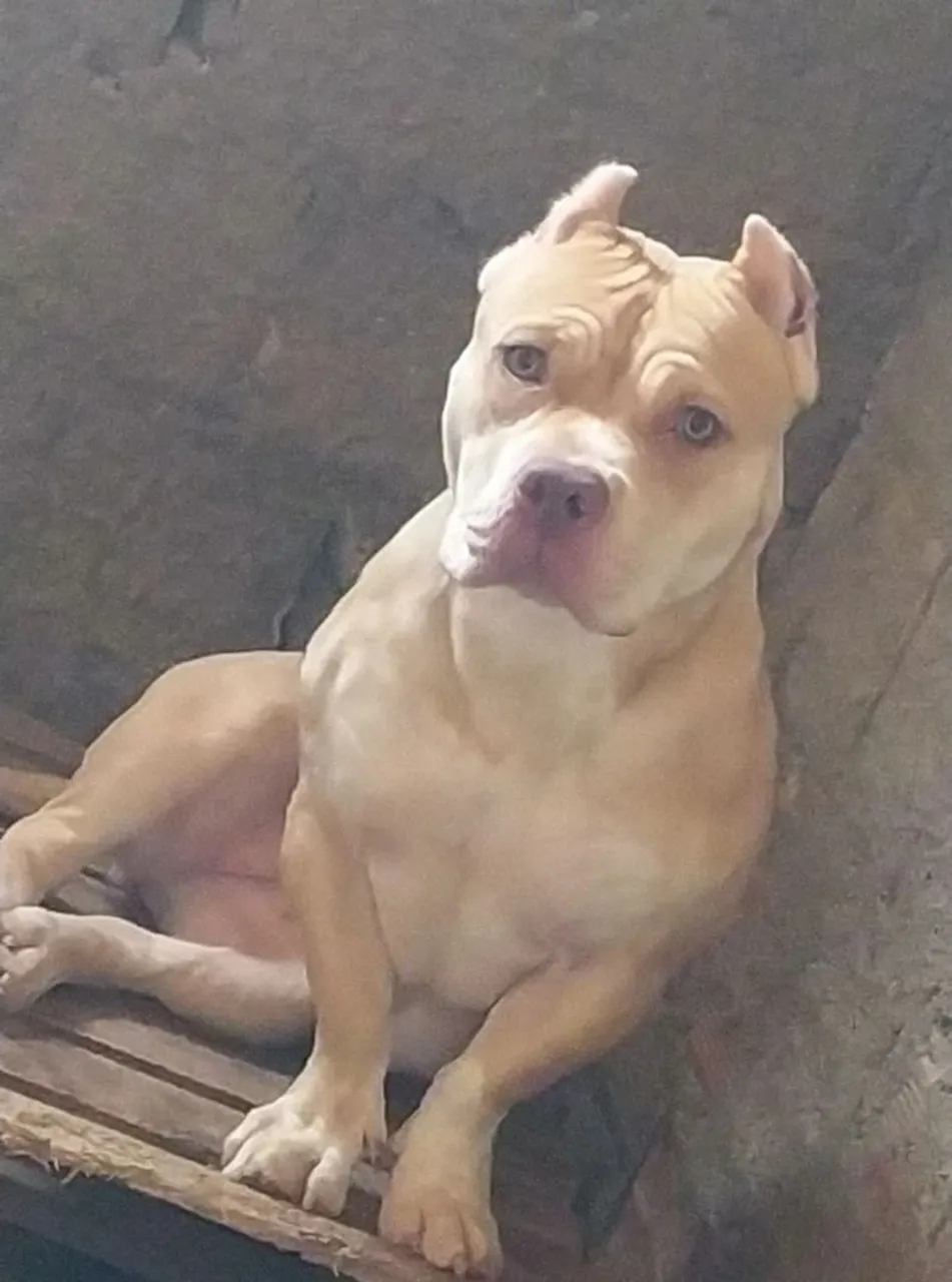 American Bully Fêmea