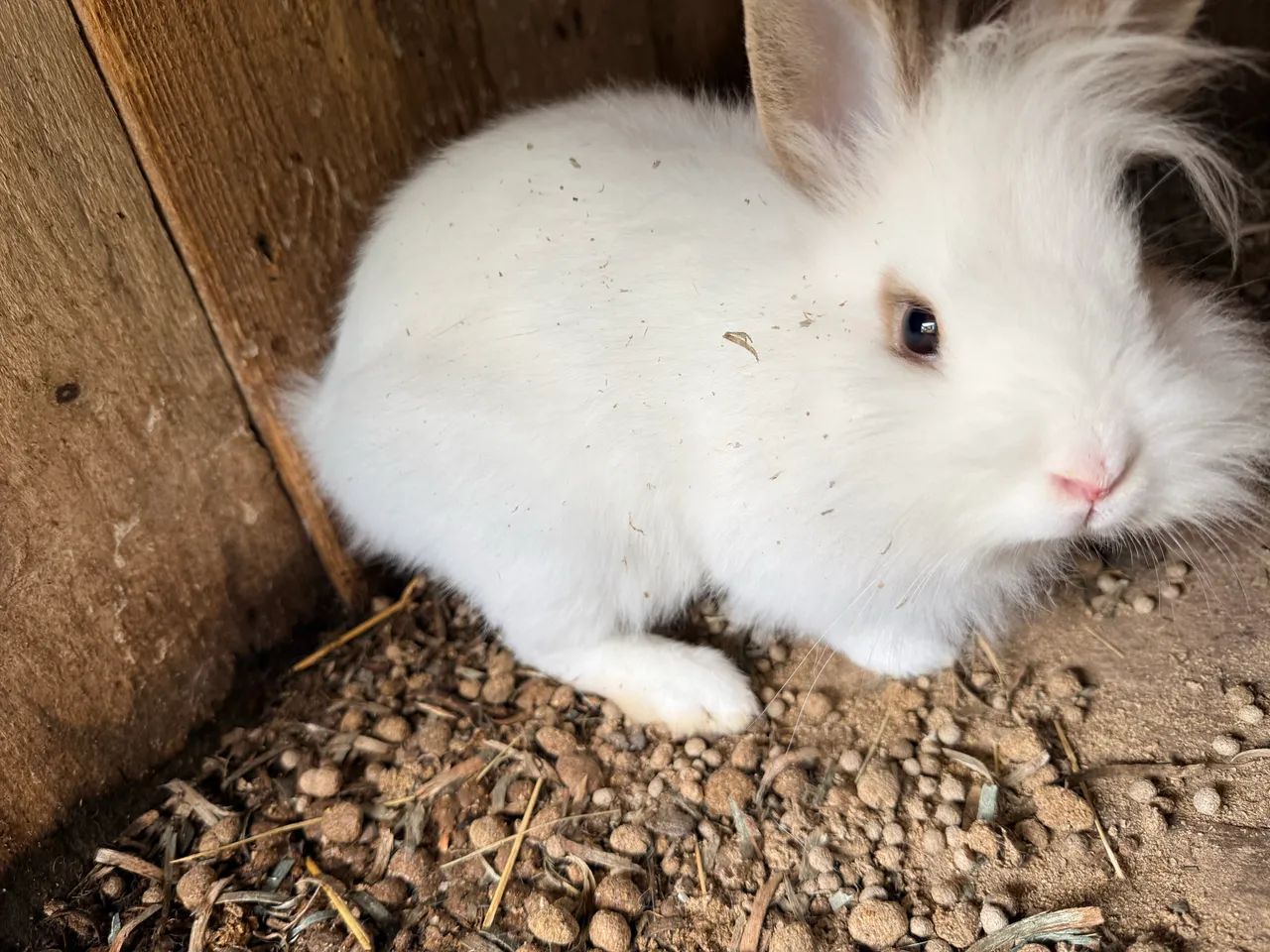 Vendo casal de mini laion anão  - Foto 2